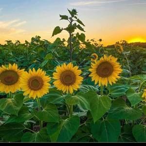 Meet your Posher, Lynette